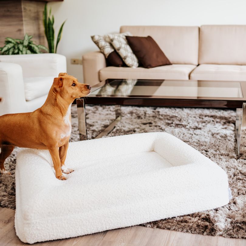Pethijos Espana - Camas para perros ortopedicas viscoelasticas - modelo boucle blanca detalle forma de cama