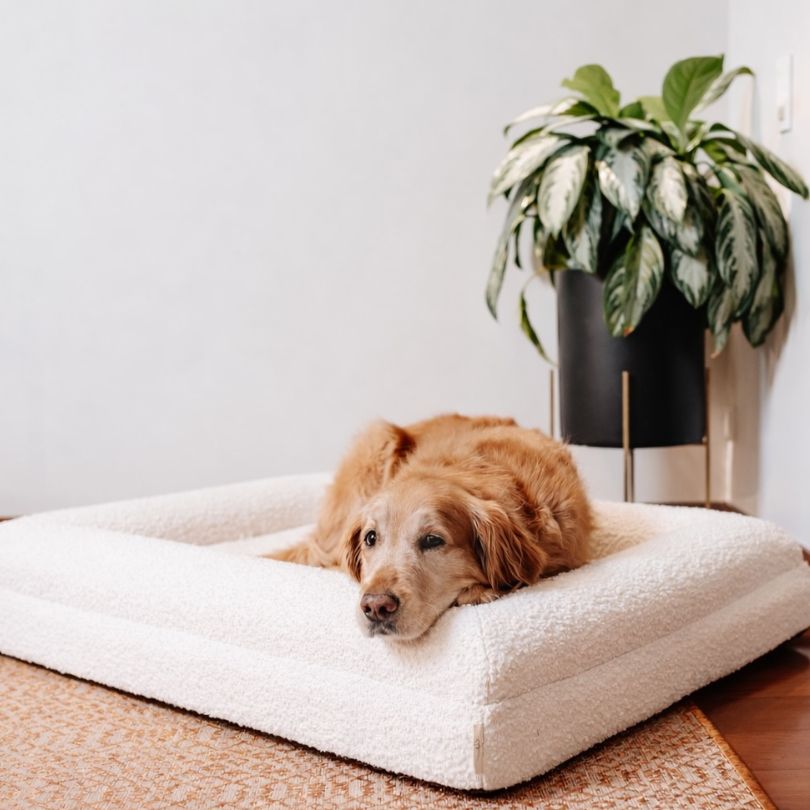 Pethijos Espana - Camas para perros ortopedicas viscoelasticas - modelo boucle blanca perro descansando