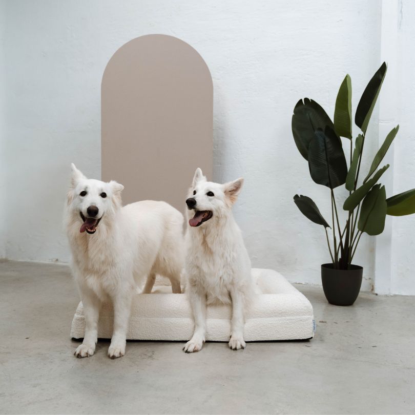 Pethijos Espana - Camas para perros ortopedicas viscoelasticas - perros grandes cama grande