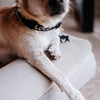 Pethijos Espana - Camas para perros ortopedicas viscoelasticas - detalle perro sobre cama