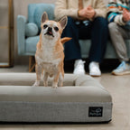 Pethijos Espana - Camas para perros ortopedicas viscoelasticas - modelo pethijos perro pequeno sobre cama