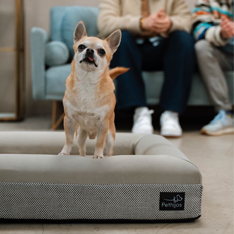 Pethijos Espana - Camas para perros ortopedicas viscoelasticas - modelo pethijos perro pequeno sobre cama