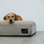 Pethijos Espana - Camas para perros ortopedicas viscoelasticas - modelo pethijos perro durmiendo sobre cama