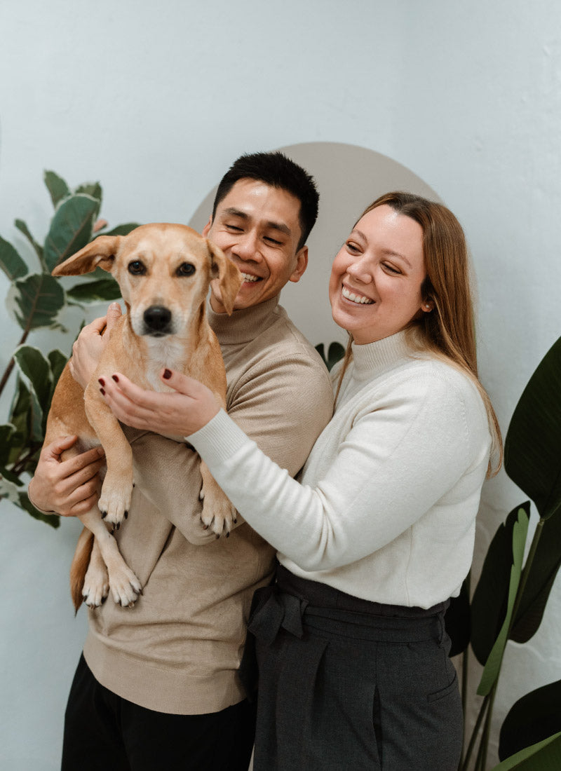 Pethijos Espana - Camas para perros ortopedicas viscoelasticas - sobre nosotros