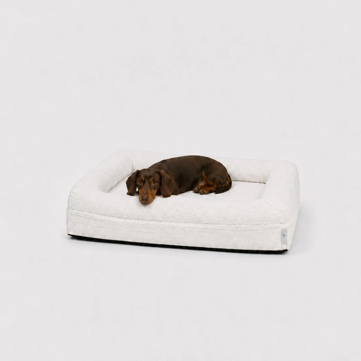 Teckel en una cama ortopédica Bouclé Blanca Pethijos, talla S