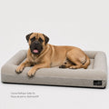 Bullmastiff numa cama ortopédica Pethijos, tamanho XL