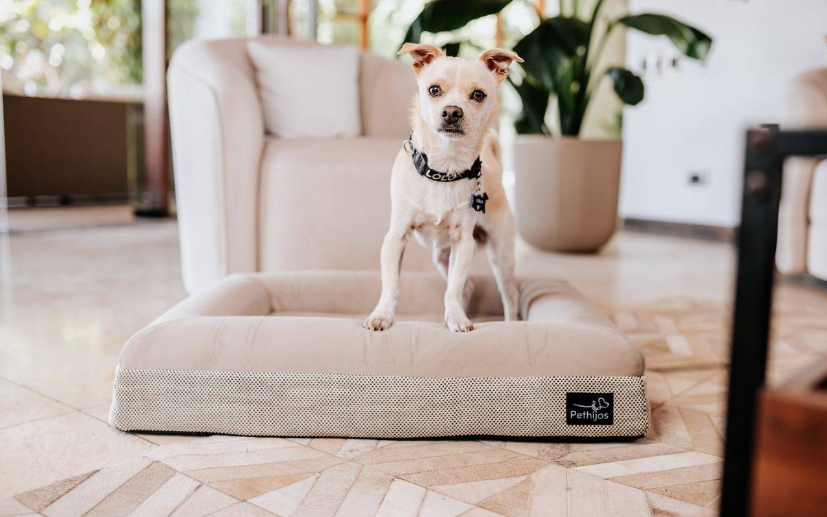 Perro sobre una cama con funda Pethijos de microgamuza