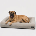 Bullmastiff numa cama ortopédica Pethijos, tamanho XL