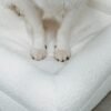 patas de pastor sobre cama ortopédica bouclé
