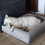 pastor durmiendo sobre cama ortopédica pethijos