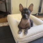 cama ortopédica para perros bouclé blanca
