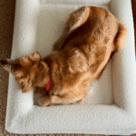 cama ortopédica bouclé blanca