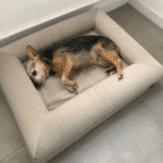 cama ortopédica para perros con artrosis