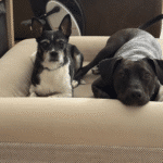 cama ortopédica para perros