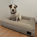 perro sobre cama ortopédica